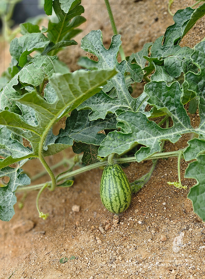 2607041455.jpg